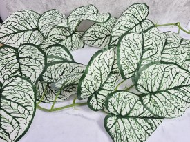 Guia hojas grandes blancas y verde